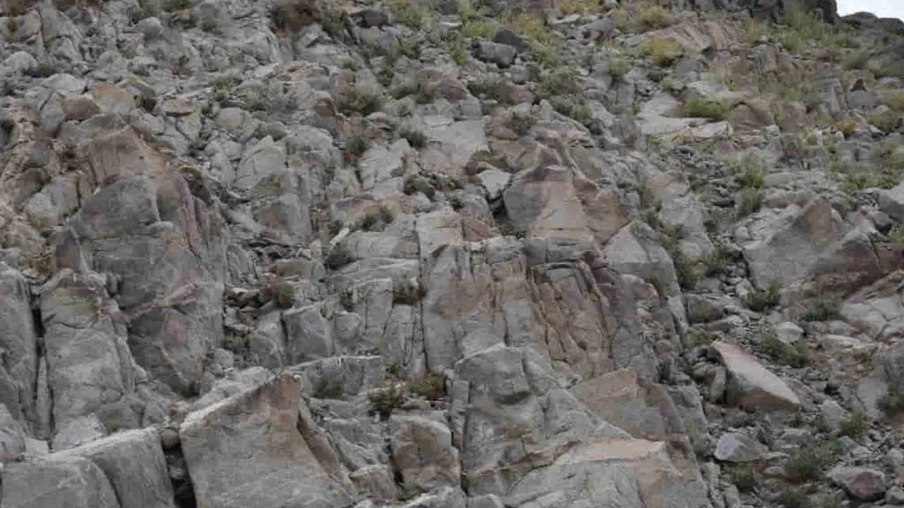 Optical Illusion : 10 सेकंदात शोधा फोटोत लपलेलं जनावर, डोकेबाज असाल तर घ्या चॅलेंज  !