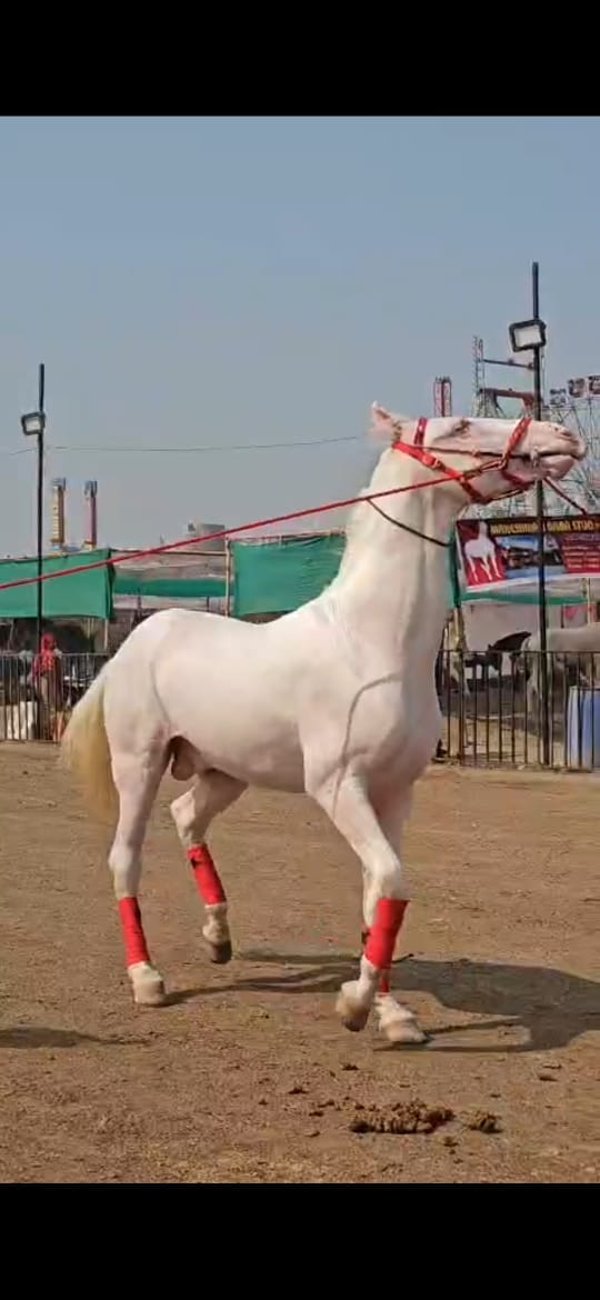 विलक्षण उंची आणि देखणे रूप मध्यप्रदेशातील हा बाबा घोडा केवळ चार वर्षांचा आहे. मात्र त्याचे देखणे रूप आणि असामान्य उंची यामुळे घोडेप्रेमींची गर्दी त्याला पाहण्यासाठी जमू लागली आहे.