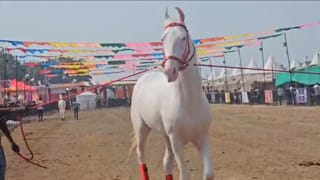 पांढरा शुभ्र, रुबाबदार डौल अन्… अश्वांच्या पंढरीत 21 लाखांचा घोडा, खुराक ऐकून व्हाल हैराण!
