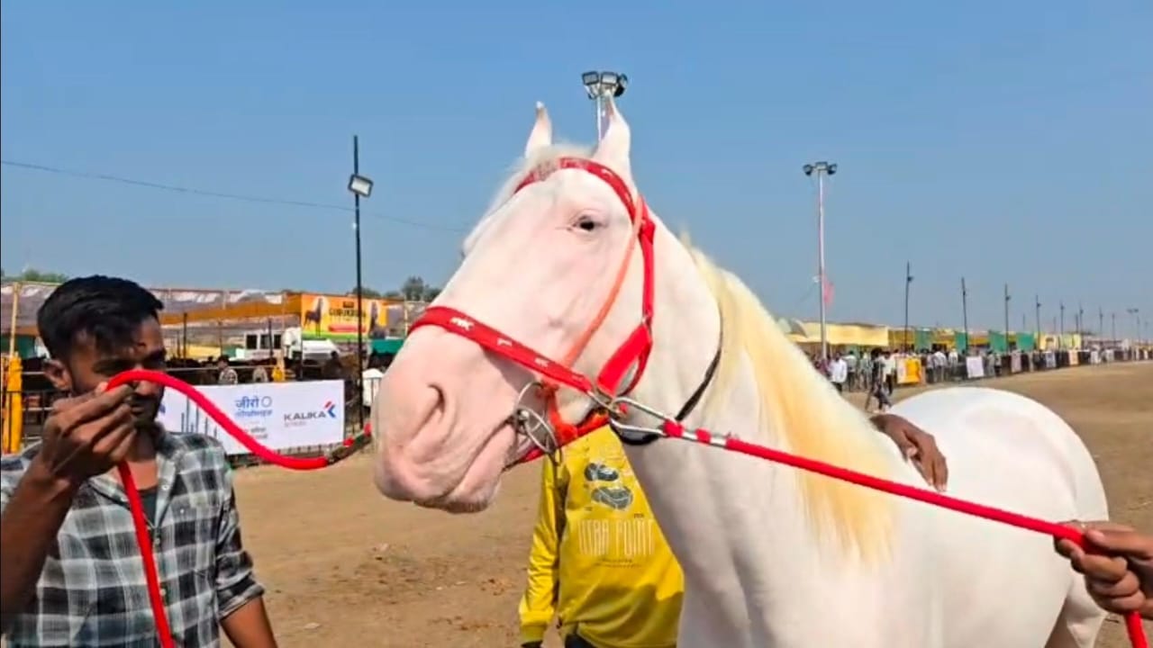 एकेकाळी छत्रपती शिवाजी महाराजांनीही या ठिकाणाहून घोडे खरेदी केल्याचा इतिहास आहे. देशभरातील विविध राज्यांतून येणाऱ्या अश्वांमुळे आणि कोट्यवधी रुपयांची उलाढाल होते. या महोत्सवात बाबा घोड्याने आपल्या रुबाबदार रूपाने आणि किंमतीमुळे एक खास ओळख निर्माण केली आहे.