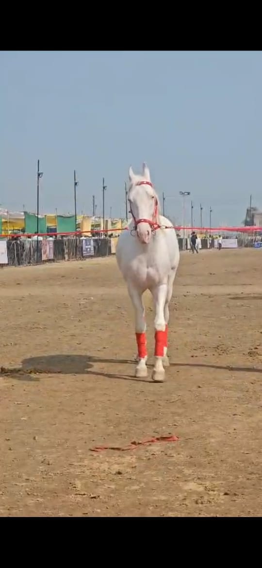 एवढ्या मौल्यवान घोड्याची निगा राखण्यासाठी खास व्यवस्था करण्यात आली आहे. बाबा घोडाच्या देखभालीसाठी मालकाने दररोज पाच लोकांची टीम तैनात केली आहे. त्याच्या आहाराकडेही विशेष लक्ष दिले जाते.
