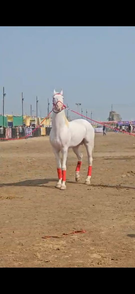 अवघ्या चार वर्षांच्या असतानाच या घोड्याची उंची ६१ इंच (सुमारे ५ फूट १ इंच) इतकी होती. कमी वयात इतकी अधिक उंची असणे हे त्याचे वैशिष्ट्य आहे. यामुळेच त्याची किंमत इतकी जास्त ठरवण्यात आली आहे.