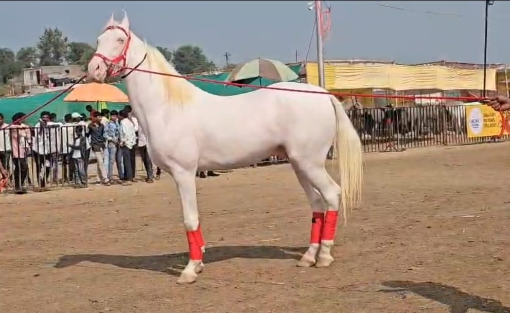 याशिवाय, बाबा घोडा हा पांढराशुभ्र रंगाचा असून त्याच्या शरीरावर एकही काळा डाग नाही. ज्यामुळे त्याचे सौंदर्य अधिक खुलून दिसते आणि तो पर्यटकांचे लक्ष वेधून घेतो.याची मत तब्बल २१ लाख रुपये असल्याची माहिती समोर आली आहे.