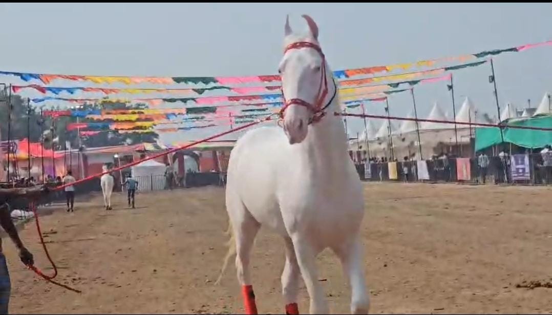 अश्वांची पंढरी म्हणून ओळखल्या जाणाऱ्या नंदुरबार जिल्ह्यातील सारंगखेडा येथील ऐतिहासिक चेतक महोत्सवात यंदा मध्यप्रदेशातून दाखल झालेल्या एका खास घोड्याची प्रचंड चर्चा रंगली आहे. बाबा घोडा असे या घोड्याचे नाव असून तो यंदाच्या महोत्सवातील प्रमुख आकर्षणांपैकी एक ठरला आहे.