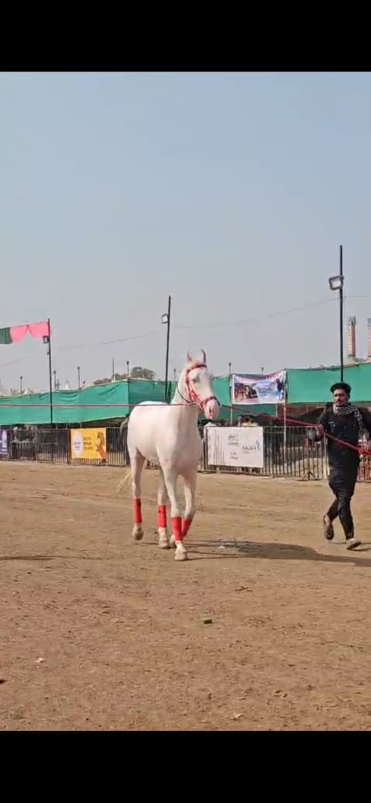 या देखण्या घोड्याला रोज दहा लिटर दूध दिले जाते, तसेच त्याच्या आहारात चणे, काजू, बदाम यांसारख्या पौष्टिक पदार्थांचा समावेश असतो. दरम्यान या सारंगखेडा येथे दत्त जयंतीच्या मुहूर्तावर सुरू होणारा हा घोडेबाजार सुमारे ३५० वर्षांची जुनी परंपरा जपतो आहे.