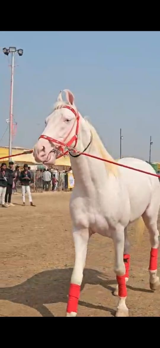  'बाबा' घोड्याच्या रूपाने यंदाच्या चेतक महोत्सवाला एक खास झळाळी मिळाली आहे. घोडेबाजारातील उलाढालीसोबतच ऐतिहासिक परंपरेलाही यामुळे महत्त्व प्राप्त झाले आहे. हा देखणा घोडा पाहण्यासाठी घोडेप्रेमी दूरवरून येत आहेत. तसेच त्याच्या आकर्षक किंमतीमुळे त्याची चर्चा सर्वत्र रंगली आहे.