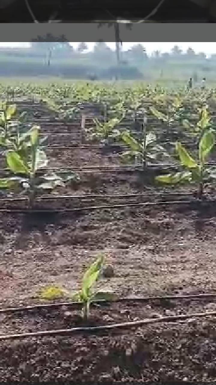 इंदापूर तालुक्यात केळी लागवडीत  वाढ, शेतकऱ्यांचा केळी पिकाकडे वाढता कल