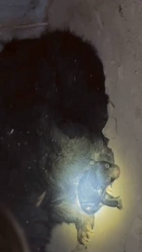 राष्ट्रीय महामार्गावरील पुलाखाली अस्वलाने पिलाला दिला जन्म.