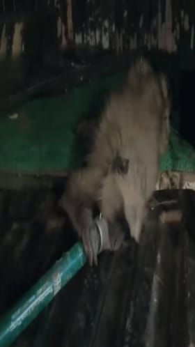 बुलढाण्यात मोकाट कुत्र्यामुळे जखमी झालेल्या माकडला असं मिळालं जीवदान.