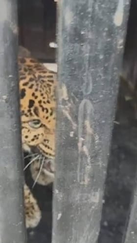 पिंजऱ्यातून पण बिबट्याची झेप.