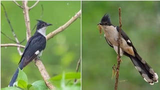 Vastu Shastra : हे पक्षी घराजवळ दिसणं म्हणजेच आनंदवार्ता, लवकरच तुमची भरभराट होणार