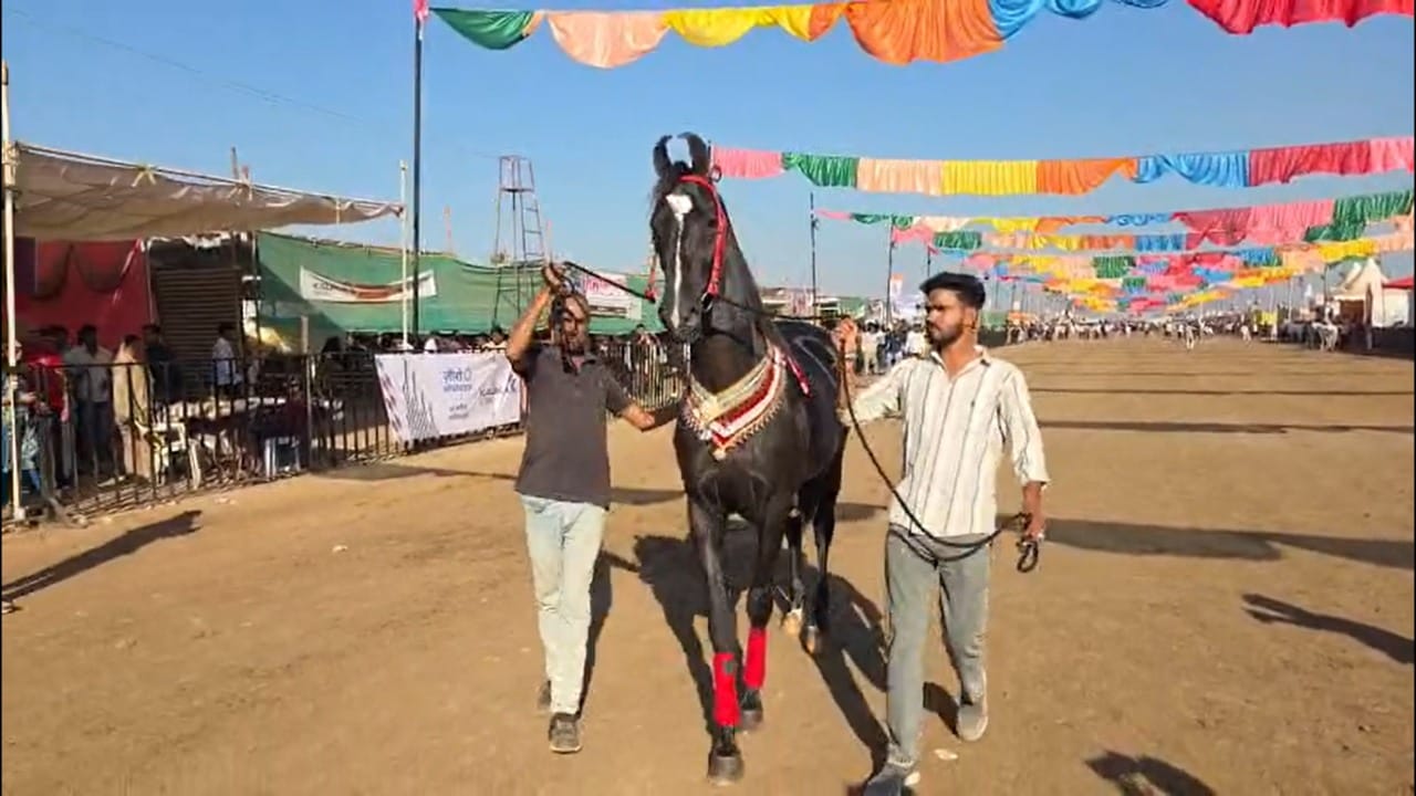 एखाद्या महागड्या लक्झरी कारपेक्षाही महाग असलेल्या या घोड्याची देखरेखही खास आहे. ब्रम्होसच्या खानपानाची आणि देखभालीची विशेष काळजी घेतली जाते. त्याला दिवसभरात तब्बल १५ लीटर दूध आणि अश्वतज्ज्ञांच्या सल्ल्यानुसार पौष्टिक खाद्य त्याला दिले जाते.