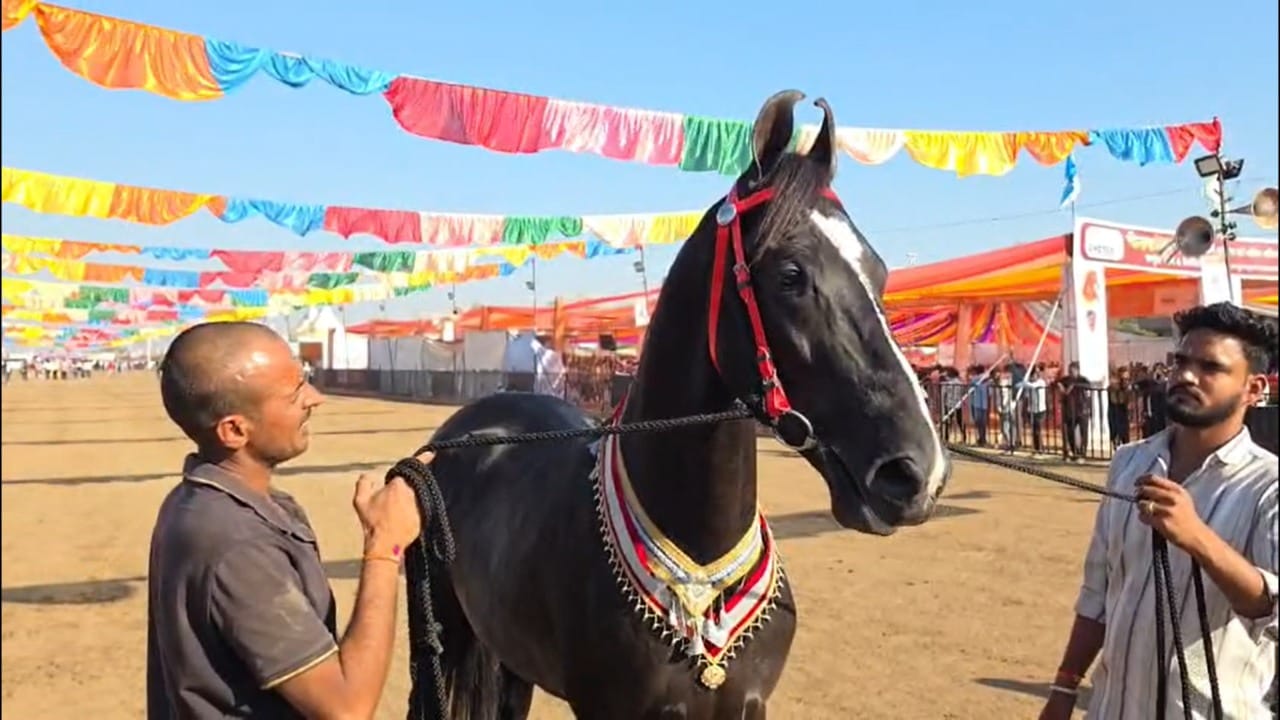 तसेच त्याच्या देखभालीसाठी दिवसभर स्वतंत्र मजूर, तसेच मसाज आणि ग्रुमिंगची विशेष व्यवस्था असते. या विशेष देखभालीमुळेच ब्रम्होस देशभरातील अनेक अश्व स्पर्धांमध्ये नंबर वन ठरला आहे. देसाई स्टडफॉर्मवर ब्रम्होसच्या ब्रीडिंगमधून आतापर्यंत १० पिलांना जन्म दिला आहे.