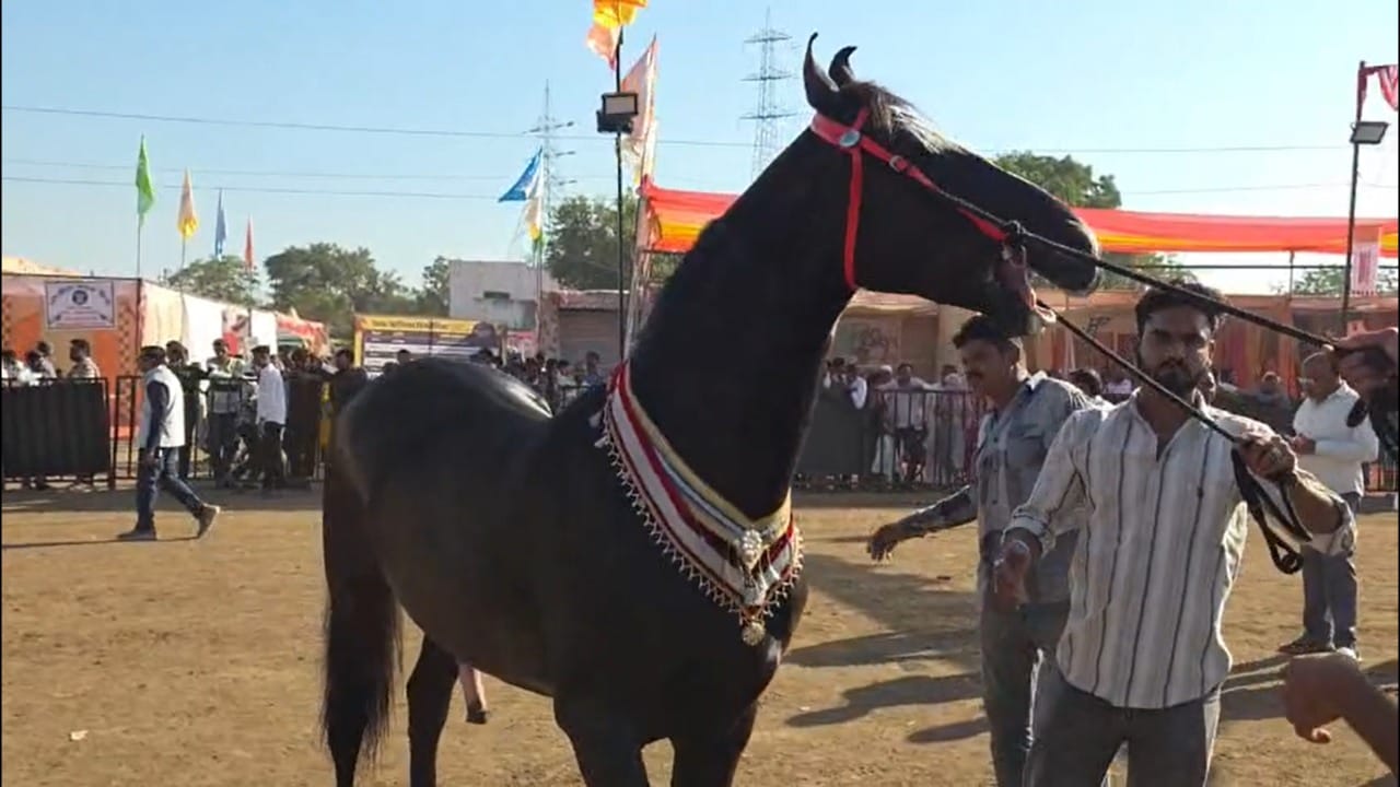 नंदुरबारच्या सारंगखेडा येथील चेतक फेस्टिव्हलमधील घोडेबाजारात एका घोड्याने सर्वांचे लक्ष वेधून घेतले आहे. गुजरातच्या नागेश देसाई यांच्या स्टडफॉर्मवरील 'ब्रम्होस' नावाचा हा घोडा आहे. तब्बल १५ कोटी रुपये किंमतीचा असल्याची चर्चा आहे.