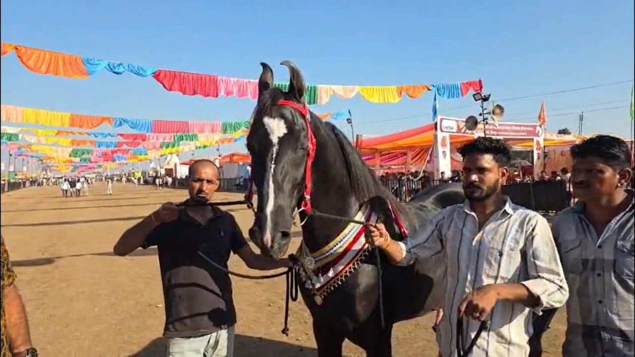 हा घोडा बाजारातील मुख्य आकर्षण ठरला आहे. ब्रम्होस हा घोडा काळा, रुबाबदार, आणि लयबद्ध चालणारा मारवाडी जातीचा आहे. हा घोडा ३६ महिन्यांचा आहे. त्याची उंची तब्बल ६३ इंच आहे.