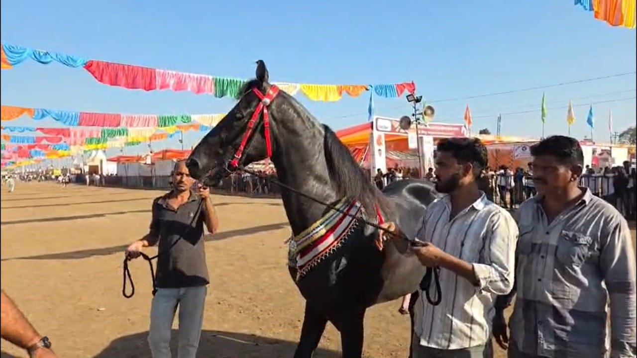 त्यांना बाजारात लाखो रुपयांची बोली लागली आहे. त्यामुळे देसाई कुटुंबाने ब्रम्होसची विक्री न करता, भविष्यात त्याचा उपयोग केवळ हॉर्स ब्रीडिंगसाठी करण्याचा निर्णय घेतला आहे. त्यांच्या मते, ब्रम्होस हा केवळ घोडा नसून एक अनमोल संपत्ती आहे. चेतक फेस्टिव्हलचे अध्यक्ष जयपाल रावल यांनीही ब्रम्होसचे कौतुक केले आहे. तो खऱ्या अर्थाने बाजाराचा शोस्टॉपर ठरल्याचे मत व्यक्त केले.