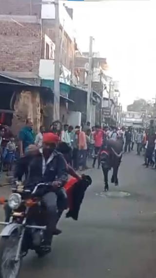 सांगली-मिरजेत म्हैस पळवण्याची अनोखी स्पर्धा; विजेत्यांना चांदीची गदा