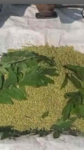 बुलढाण्यात हुडहुडी वाढली, हुरड्याचीही वाढली मागणी.