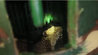 अखेर तो नरभक्षक जेरबंद, ग्रामस्थ संतप्त झाल्यानंतर वनविभाग ॲक्शन मोडवर