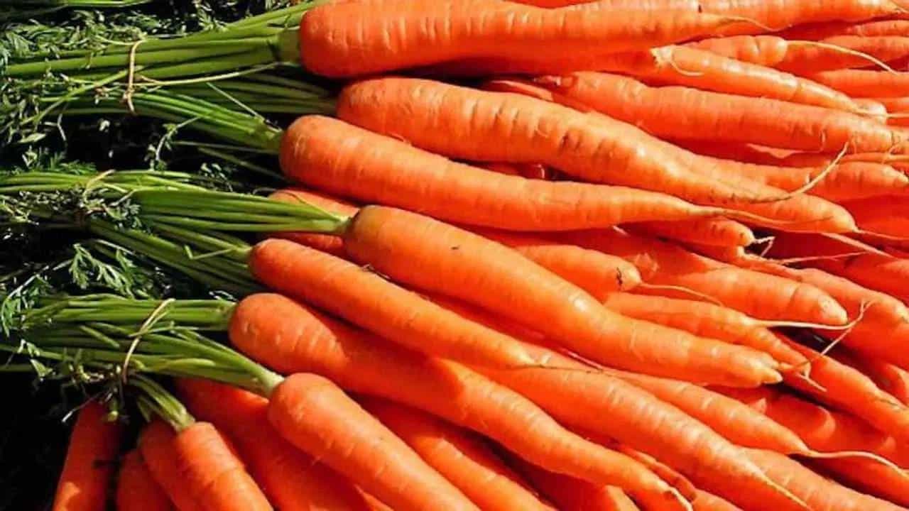 हिवाळा म्हटले की, मार्केटमध्ये ताज्या भाज्या आणि फळे येतात. विशेष म्हणजे पेरू आणि गाजरची मजाच वेगळी असते. मस्त ताजी ताजी गाजर मार्केटमध्ये येतात.