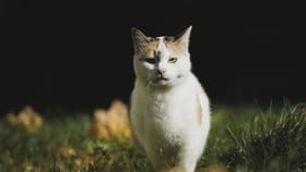 तुमच्याही घरात सकाळी-सकाळी मांजर येते? असतात या गोष्टींचे संकेत