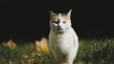 Vastu Shastra : तुमच्याही घरात सकाळी-सकाळी मांजर येते? असतात या गोष्टींचे संकेत