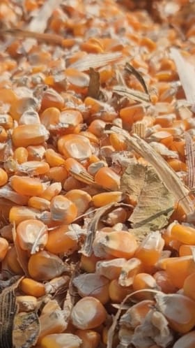 मक्याची आवक वाढली; काय आहेत भाव?