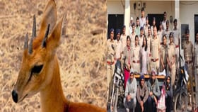 दुर्मिळ चौसिंगा हरणाला गोळ्या घातल्या...पानशेत रस्त्यावर रक्ताचे सडे.