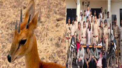 दुर्मिळ चौसिंगा हरणाला गोळ्या घातल्या...पानशेतच्या रस्त्यावर रक्ताचे सडे; चौघांना अखेर... पोलिसांची मोठी कारवाई