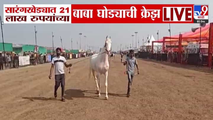 Sarangkheda Chetak Festival: पांढरा शुभ्र, उंची बघाल तर... अश्वांच्या पंढरीत 21 लाखांच्या 'बाबा'ची क्रेझ, सारंगखेड्याच्या घोडे बाजारात यंदा कुणाची चर्चा? Sarangkheda Chetak Festival: पांढरा शुभ्र, उंची बघाल तर... अश्वांच्या पंढरीत 21 लाखांच्या 'बाबा'ची क्रेझ, सारंगखेड्याच्या घोडे बाजारात यंदा कुणाची चर्चा?