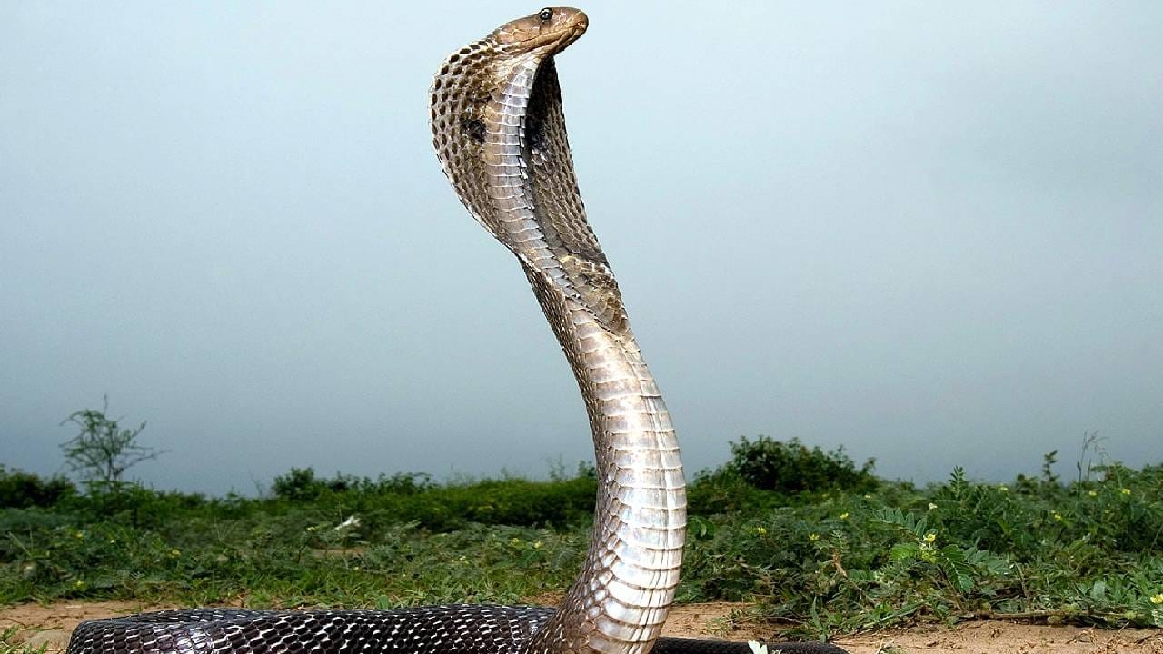 एक दंशातच हत्तीही होईल गारद, या सर्वात खतरनाक, विषारी सापाचं नाव काय ?