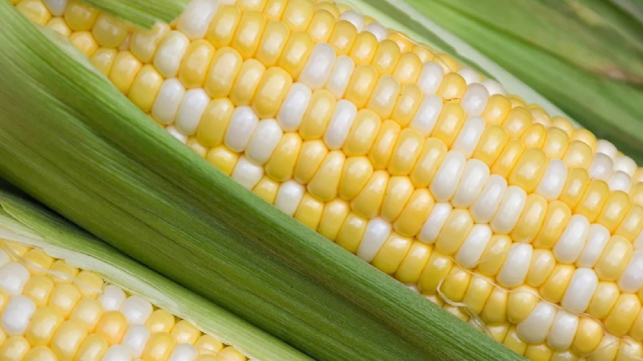 जर तुम्ही मक्याची किंवा बाजरीची भाकरी खात असाल, तर रात्री 7 ते 8 च्या दरम्यान जेवण करणे सर्वोत्तम आहे आणि त्यानंतर तुम्ही काही वेळ चालले पाहिजे. 