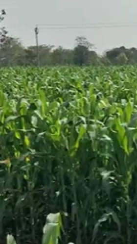 गोंदियात मका पिकाचा गोडवा वाढला, 1886.80 हेक्टर क्षेत्रात लागवड.