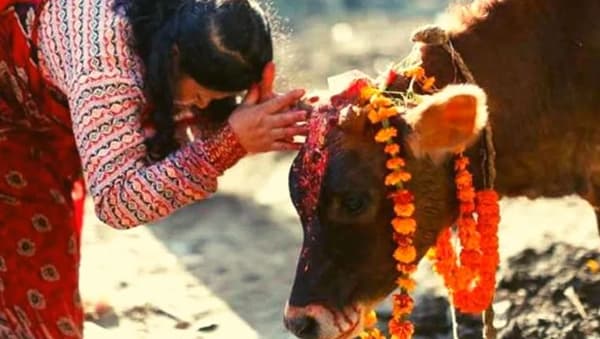 हिंदू धर्मात गाईला माता मानले जाते. गाईला भाकर दिल्यानंतर पितृदोष, राहू-केतू, शनी सगळेच शांत होतात, असे म्हटले जाते. मात्र गाईला पोळी, भाकरी चारताना काही चुका करणं खूपच महागात पडू शकतं.