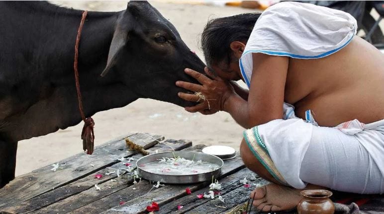 तुम्ही खाल्लेली भाकरी कदीच गाईला खायला देऊ नये. अर्धवट खाल्लेली भाकरी गाईला खायला दिल्याने पितृदोष वाढतो. तसेच याला गोमातेचा अपमान मानले जाते. त्यामुळे गाईला तुम्ही भाकरी खायला देत असाल तर ती ताजी असावी, असे सांगितले जाते. 