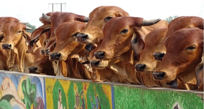  गाईला मीठ असलेली भाकरी दिल्याने, पराठा दिल्याने शनी आणि राहू गृहांची अवकृपा होते, असे म्हटले जाते. त्यामुळे साधी आणि सरळ भाकरी दिली जावी. गुळाचीही भाकरी दिली जाऊ शकते. शास्त्रात तसे सांगण्यात आलेले आहे. 