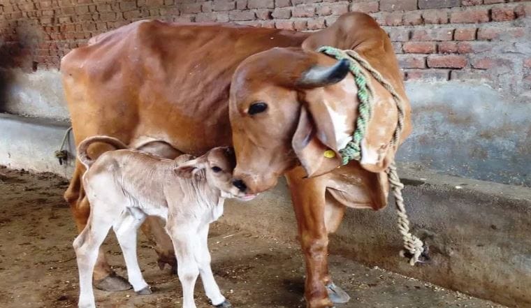 सूर्यास्तानंतर गोमातेला भाकरी खायला देऊ नये असे सांगितले जाते.  संध्याकाळची वेळ ही पितरांची असते. त्यामुळे संध्याकाळी गाईला खायला दिल्यास पितृदोष वाढतो, असे सांगितले जाते. 