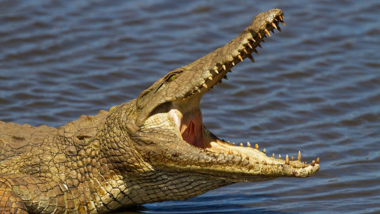 थायलंड : थायलंड हा मगरींच्या शेतीमध्ये जगातील आघाडीचा देश मानला जातो. येथे सुमारे 1000 हून अधिक व्यावसायिक फार्म्स आहेत, जिथे 12 लाखांहून अधिक मगरी पाळल्या जातात. येथे मगरींचे मांस स्थानिक स्तरावर मोठ्या प्रमाणात खाल्ले जाते आणि कातडीची निर्यात केली जाते.