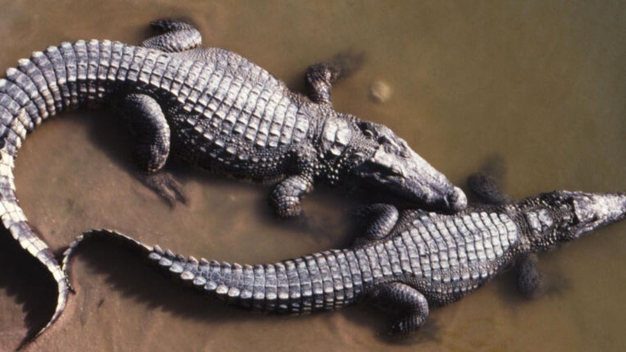 ऑस्ट्रेलिया : ऑस्ट्रेलियामध्ये 'सॉल्टवॉटर क्रोकोडाईल्स' (खाऱ्या पाण्यातील मगरी) पाळल्या जातात. येथील मगरींची कातडी जगातील सर्वात उच्च दर्जाची मानली जाते. उत्तर ऑस्ट्रेलियातील क्वीन्सलँड आणि नॉर्दर्न टेरिटरीमध्ये हे फार्म्स मोठ्या प्रमाणावर आहेत.