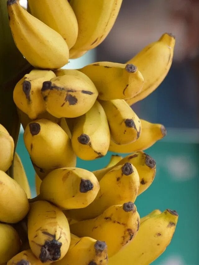 केमिकलने पिकवलेल्या केळ्यांची ओळख कशी करावी?