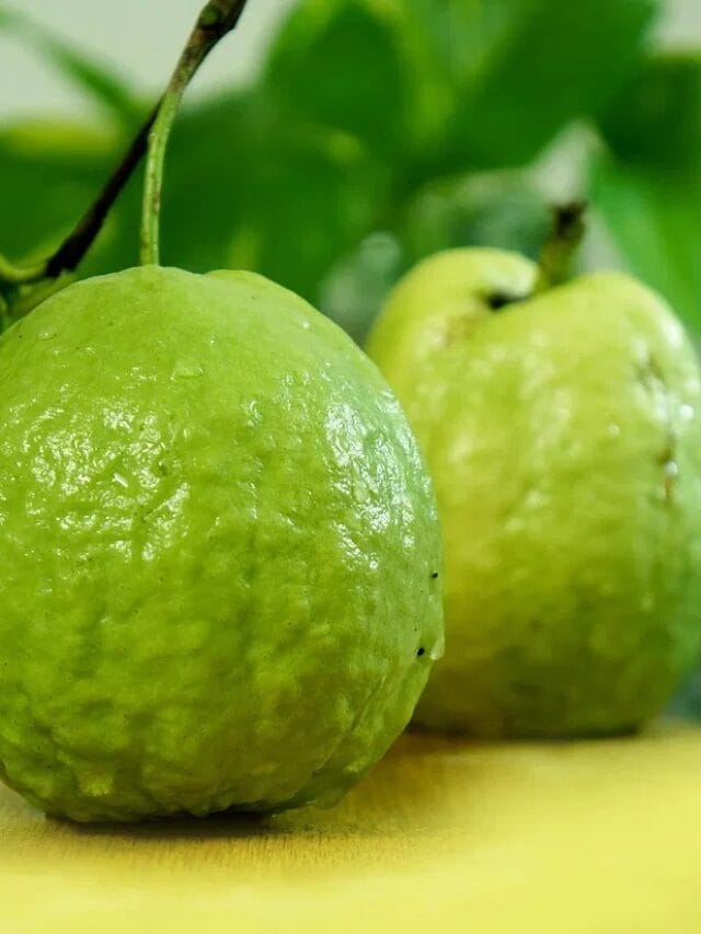 पेरु कोणत्या हंगामात खावेत?