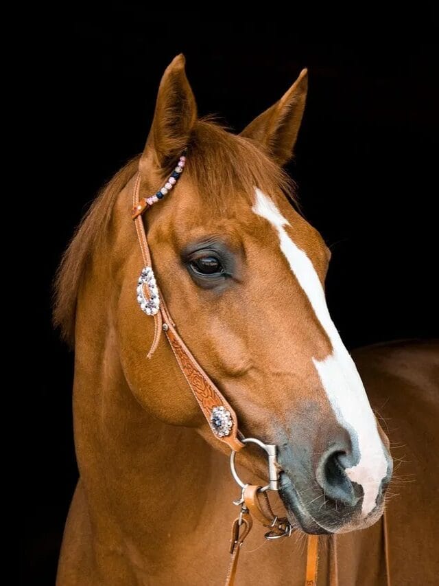 GK: घोडा बसत का नाही?