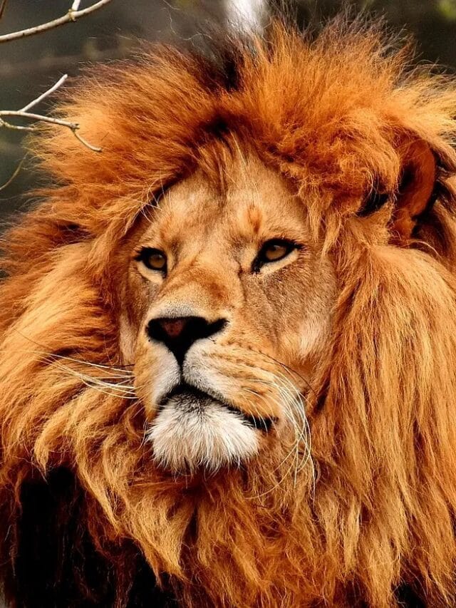 जगातील सर्वाधिक सिंह कोणत्या देशात?