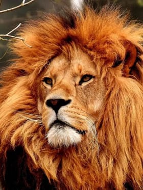 जगातील सर्वाधिक सिंह कोणत्या देशात?