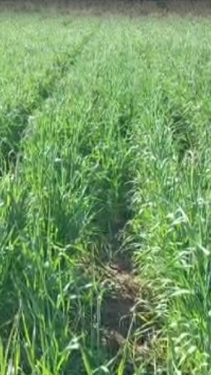 नंदुरबार जिल्ह्यातील थंडी शेतकऱ्यांसाठी लाभदायक; रब्बी पिकांना पोषक वातावरण