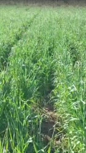 नंदुरबार जिल्ह्यातील थंडी शेतकऱ्यांसाठी लाभदायक; रब्बी पिकांना पोषक वातावरण.