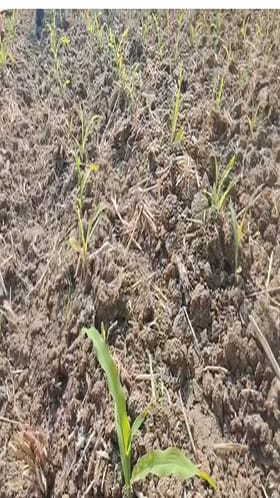 उन्हाळी धान पिकाला पर्याय म्हणून शेतकरी मका पिकाकडे वळले.