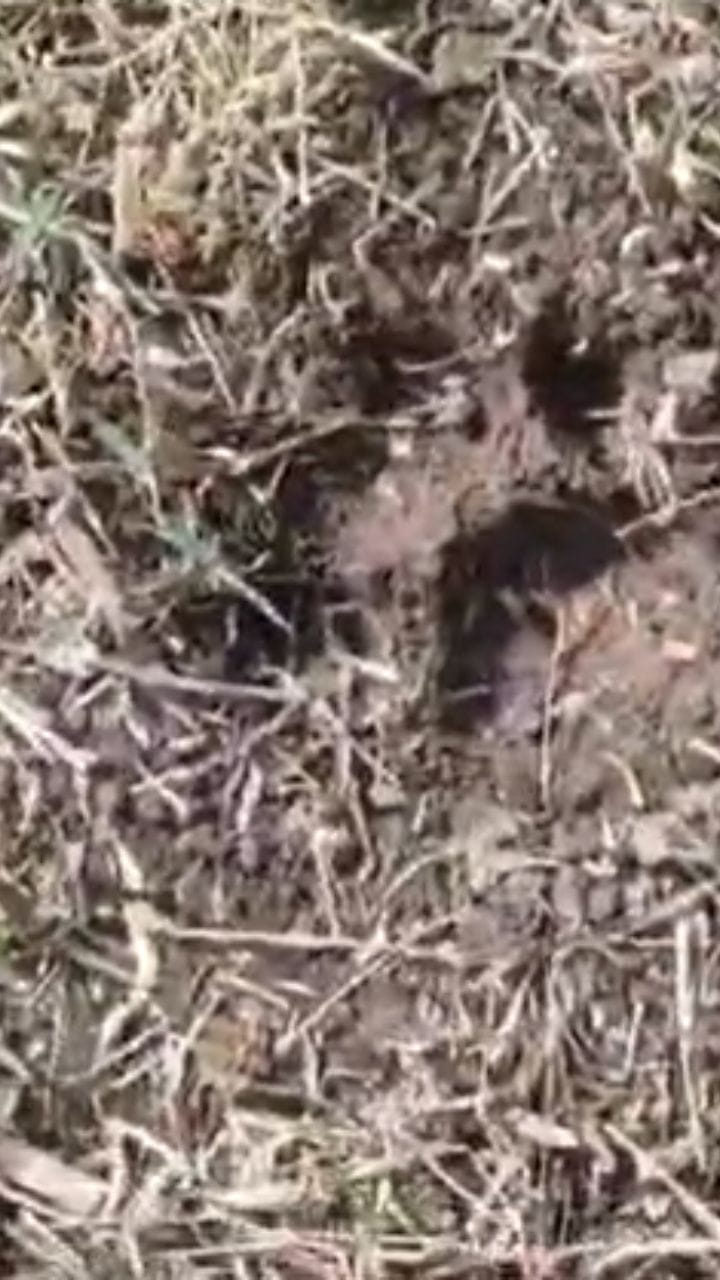 उमरगा तालुक्यात बिबट्याचे दर्शन; शेतकऱ्यांत भीतीचे वातावरण