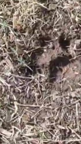 उमरगा तालुक्यात बिबट्याचे दर्शन; शेतकऱ्यांत भीतीचे वातावरण