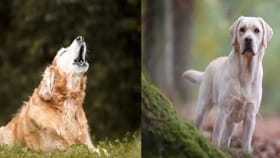 तुमच्याकडे पाहताच कुत्रा नेमही का भुंकतो? अजिबात करू नका दुर्लक्ष!.